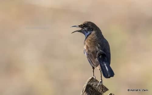 Small songbird perched on a rock