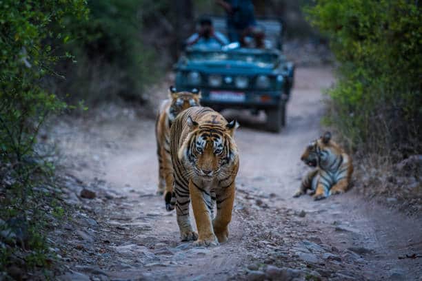 Tigers on a forest track with a safari jeep behind