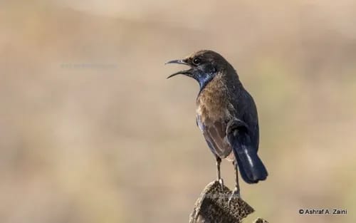 Small songbird perched on a rock