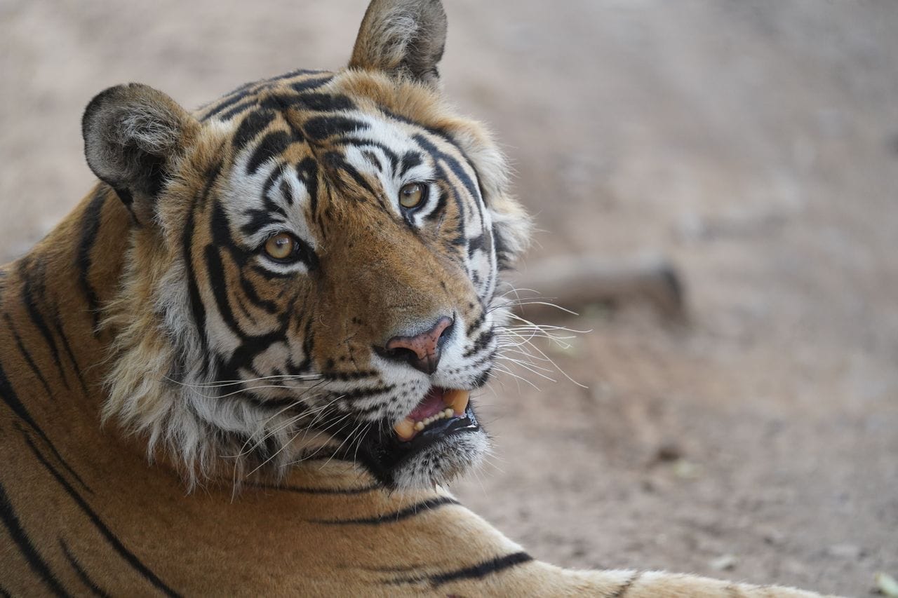 Close-up portrait of a tiger's face in Ranthambore
