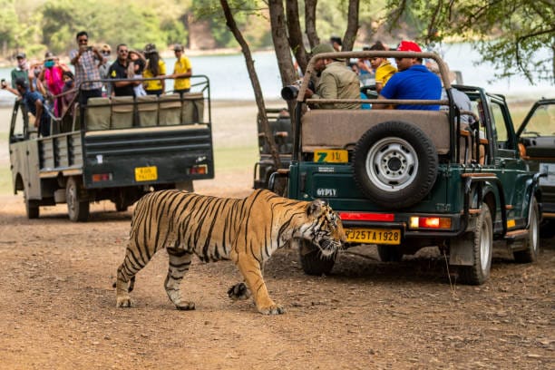 Tiger walking past a safari canter and jeep with tourists