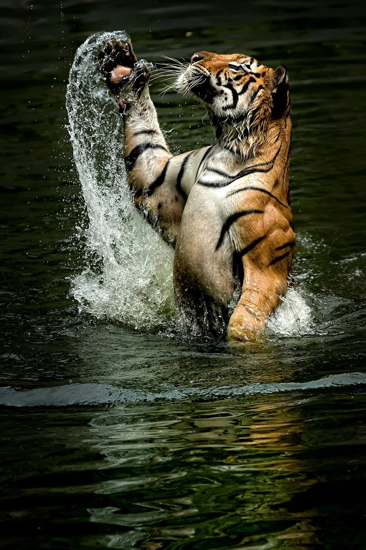 Tiger resting in Ranthambore National Park