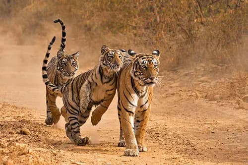 Family Adventure — Ranthambore tour package
