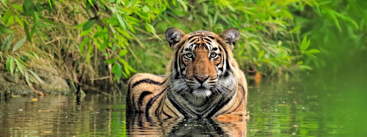 Tiger sitting in green water