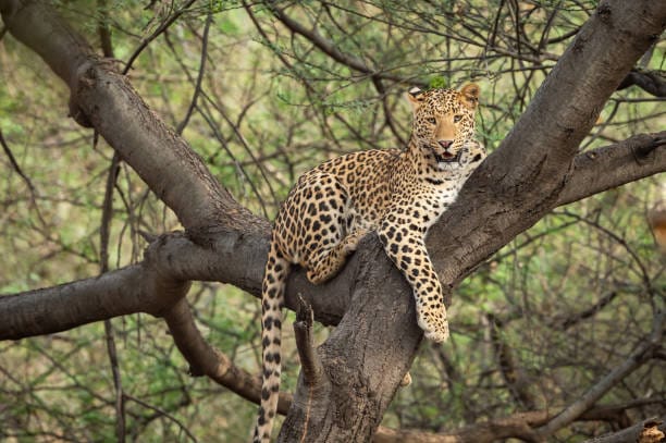 Leopard resting on a tree branch