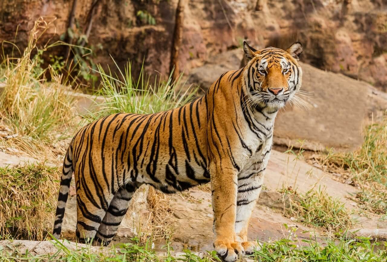 Tiger standing on rocks in Ranthambore
