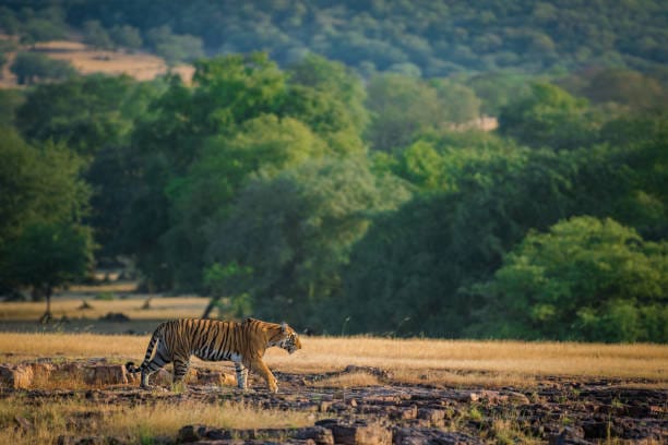 Tiger walking beside a lake at dawn in Ranthambore