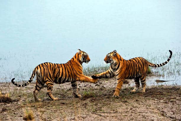 Two young tigers playing at the edge of a lake