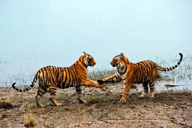 Two young tigers playing at the edge of a lake