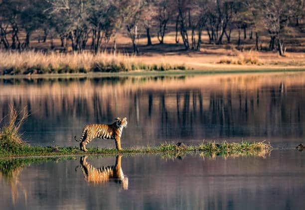 Tiger reflected in the still water of a Ranthambore lake