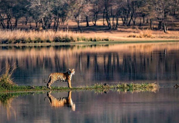 Wildlife Photographer's Dream — Ranthambore tour package