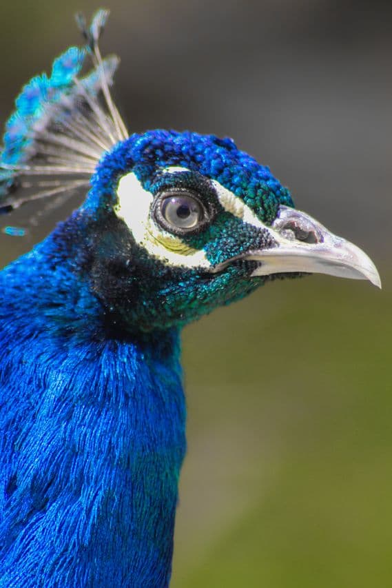 Bird Watcher's Paradise — Ranthambore tour package