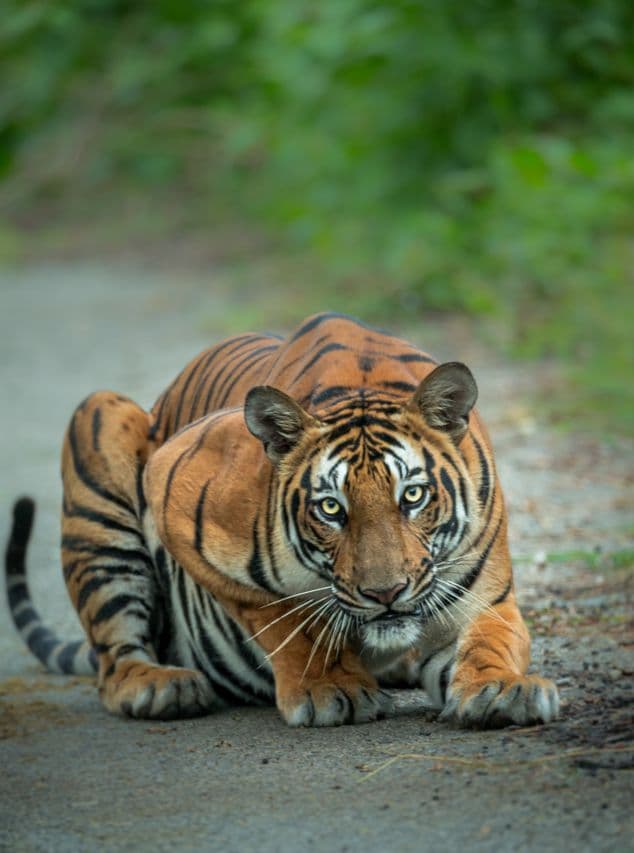 Budget Canter Group Safari — Ranthambore tour package