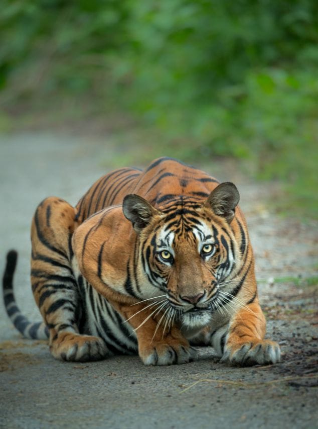 Tiger crouching on a forest road in Ranthambore