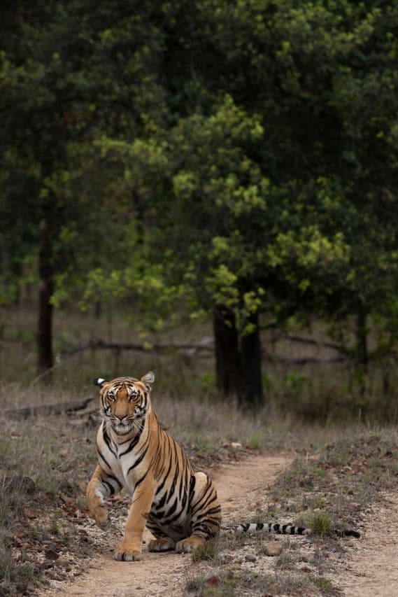 Ranthambore Classic — Ranthambore tour package