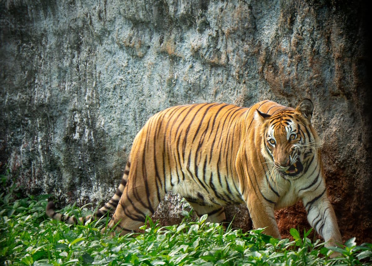 Luxury Tiger Safari — Ranthambore tour package