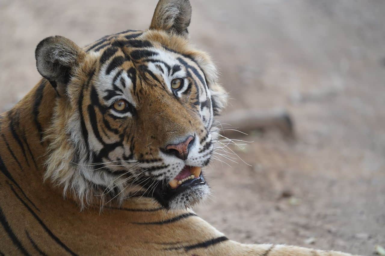 Close-up portrait of a Ranthambore tiger