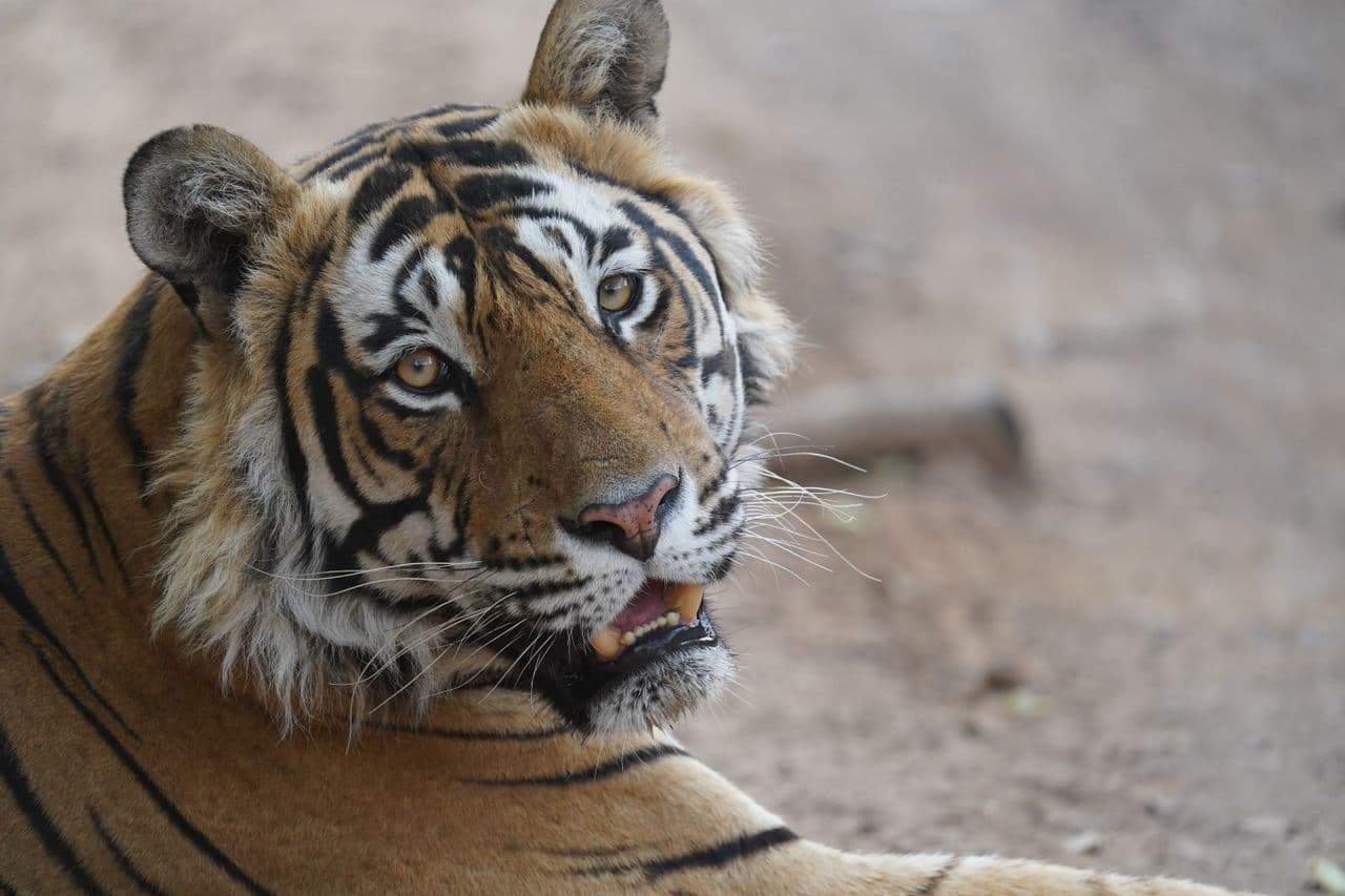 Tiger Seeker's Weekend — Ranthambore tour package