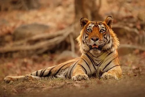 Tiger resting among rocks in the shade