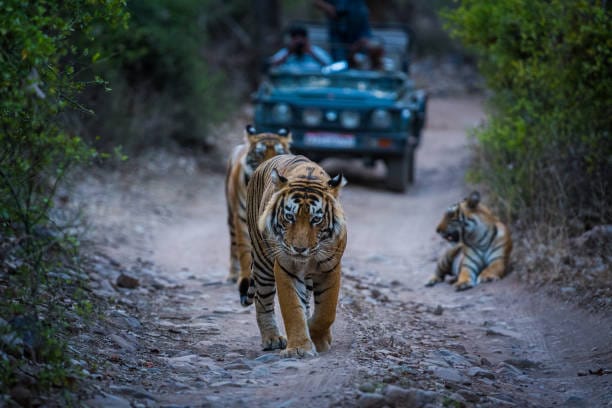 Tigers on a forest track with a safari jeep behind them
