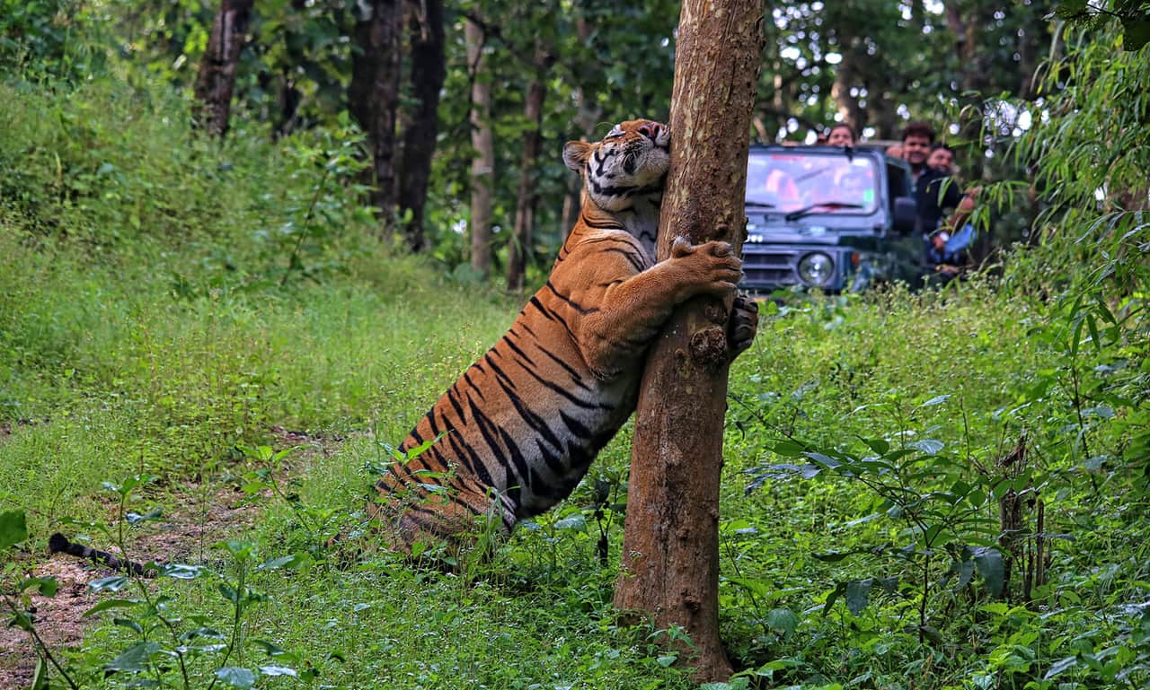 Tiger climbing a tree trunk
