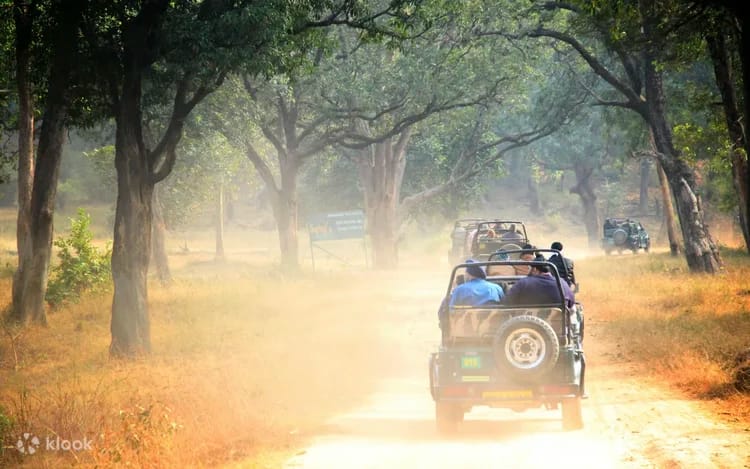 Safari jeeps on a dusty forest track in golden light